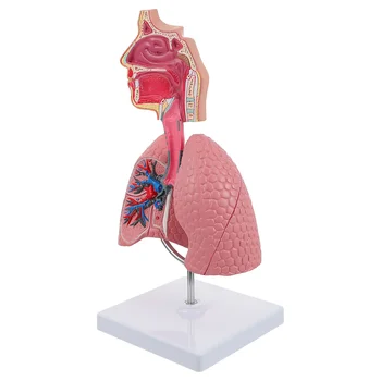 1 шт. модель дыхательной системы человека, игрушки для детей, экспериментальная модель