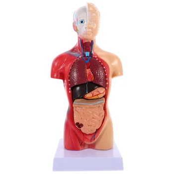 Манекен Анатомическая модель Туловища Обучающая модель анатомии Туловища Школьный образовательный инструмент Анатомические органы